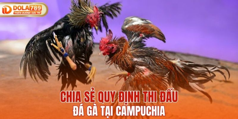 Chia sẻ quy định thi đấu đá gà tại Campuchia