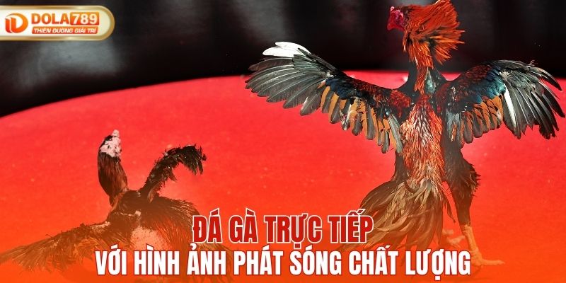 Đá gà trực tiếp tại DOLA789 với hình ảnh chất lượng