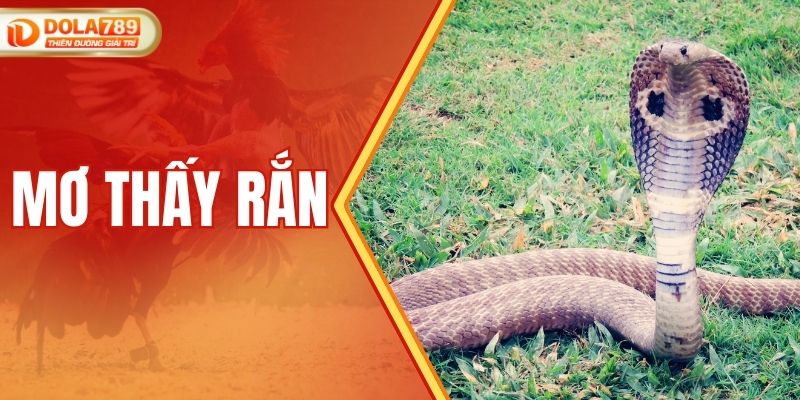 Giải Mã Giấc Mơ Thấy Rắn Và Những Điềm Báo Bất Ngờ